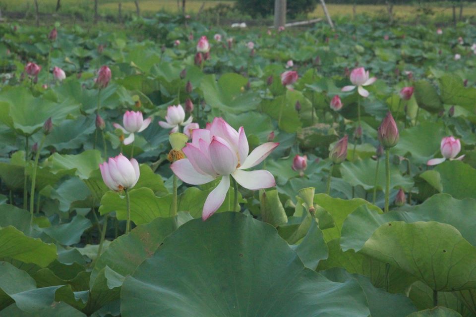 Tản văn MÙA HẠ THƯƠNG NHỚ TRONG TÔI  của Đặng Đức 