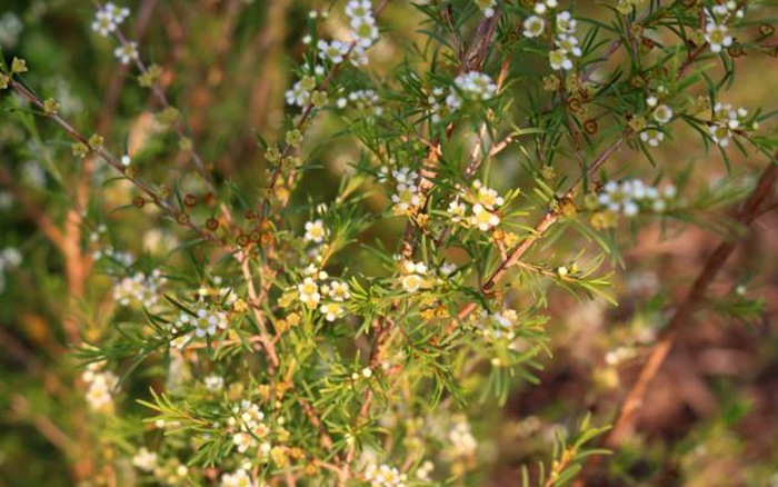 Bút ký HOA RÀNH RÀNH của Hà Lê 