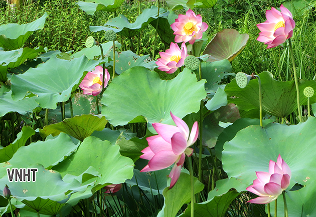 Hoa sen trong thơ Vũ Tuyết Nhung