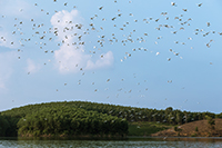 Truyện ngắn ĐÀN CHIM  BAY NGANG CHIỀU của Trần Hải Vân - Giải A Giải thưởng VHNT Nguyễn Du lần thứ VII (2015-2020) 