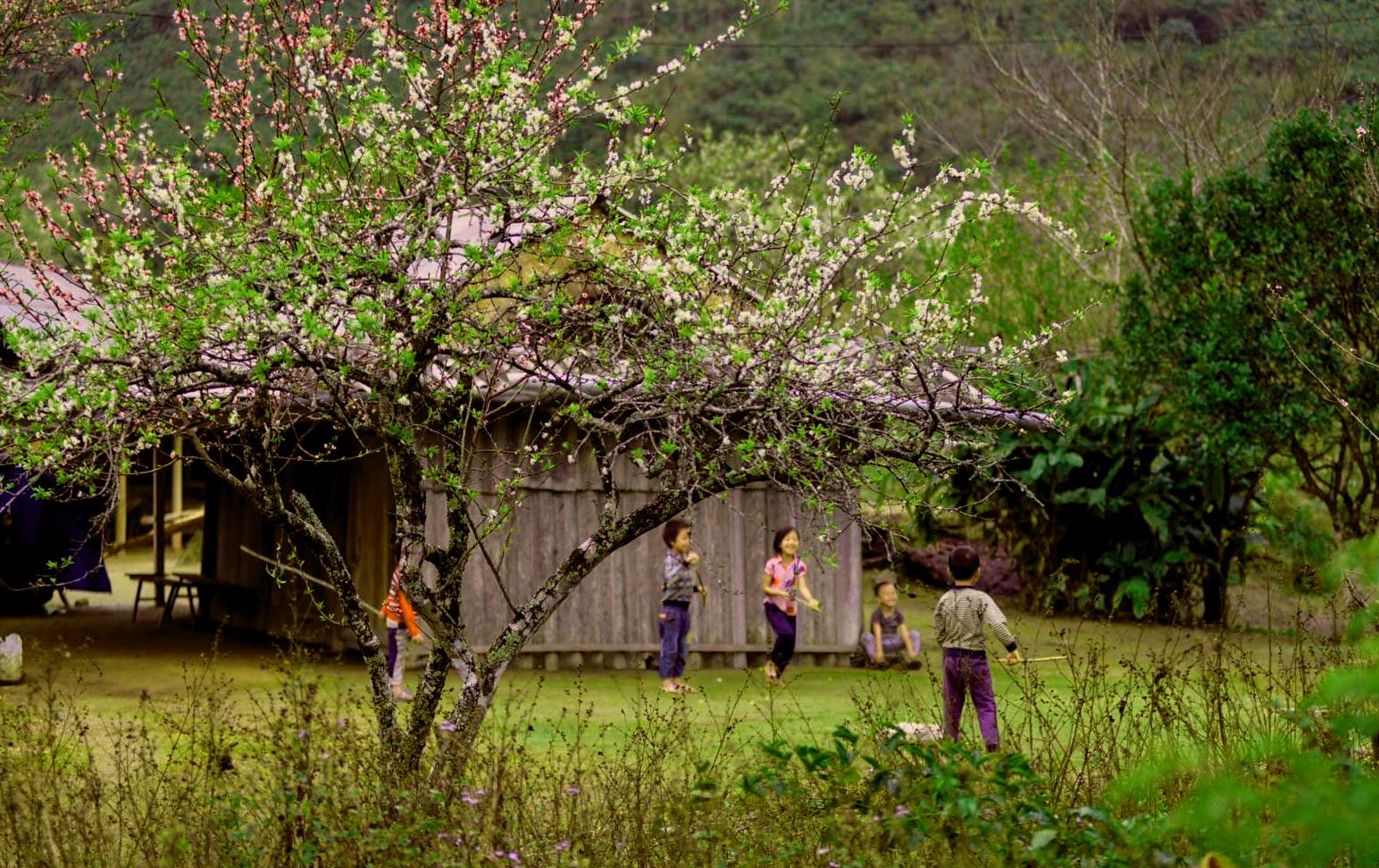 Truyện ngắn MỘT KHÚC ĐÀN TA LƯ của Lê Vũ Trường Giang
