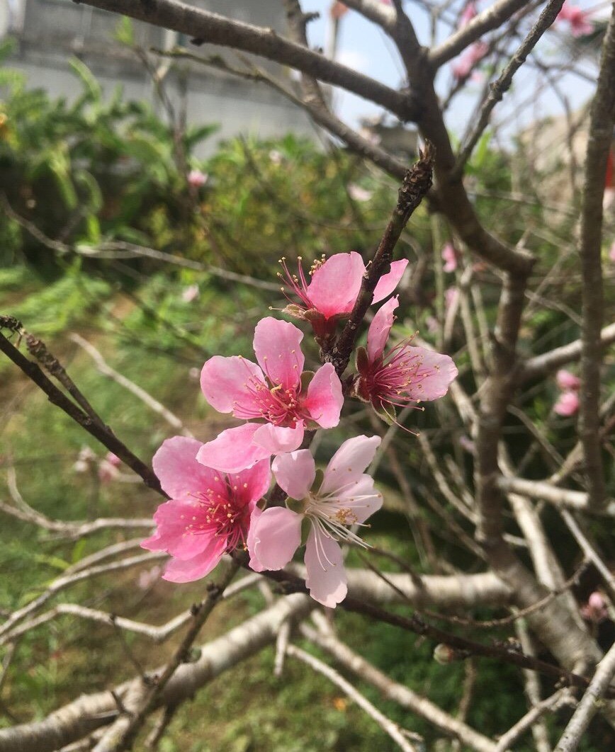   Bút ký ĐỜI HOA, ĐỜI NGƯỜI của tác giả Trần Hải Vân