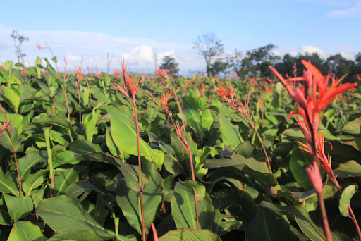 Tản văn DONG RIỀNG của Nhà văn Đức Ban