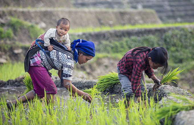 Tản văn TRỞ VỀ CÁNH ĐỒNG CỦA MẸ  của Đoàn Văn Mật