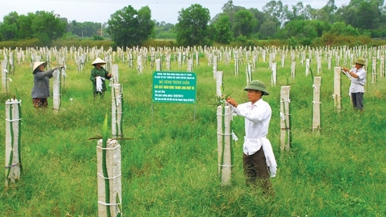 Bút ký dự thi TRUÔNG BÁT, NGÀY ẤY VÀ BÂY GIỜ  của Nguyễn Ngọc Vượng