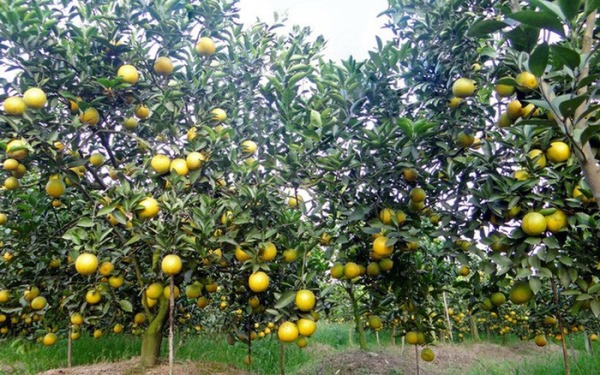 Bút kí dự thi  TRÀ SƠN, TAY EM CẦM NHẬT THỰC của Ngô Đức Hành