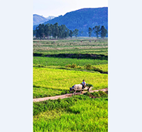 Tản văn  ĐẤT QUÊ của  NGUYỄN THỊ THÚY VÂN