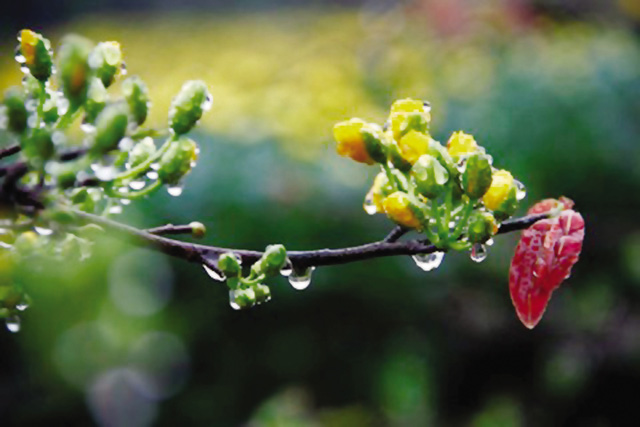 Chùm thơ xuân của các tác giả trên Tạp chí Hồng Lĩnh số Tết Nhâm Dần 2022 (Phần 2)