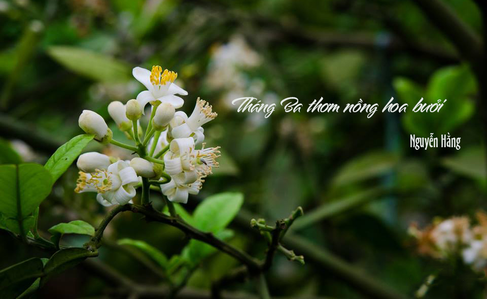 Tản văn Tháng Ba thơm nồng hoa bưởi của tác giả Nguyễn Hằng