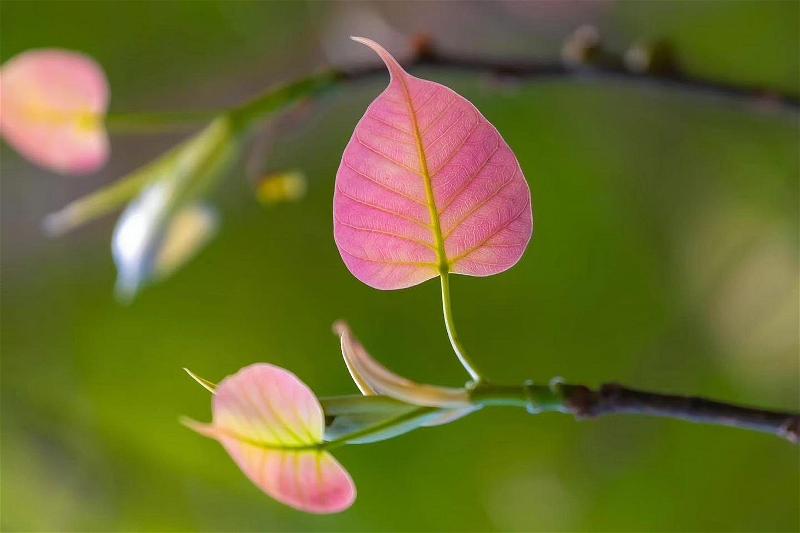 Bài thơ “Chiếc lá” của Phạm Xuân Nguyên