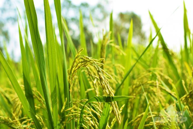 Truyện ngắn Mùa lúa trổ bông của tác giả Nguyễn Hằng