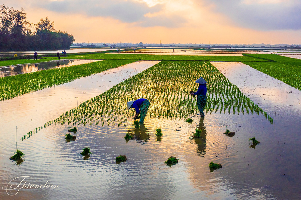 Tản văn “Mẹ với tháng Mười” của Nguyễn Hà Huy