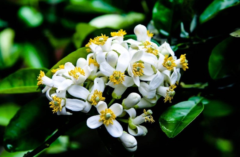 Trong hoa bưởi Phúc Trạch