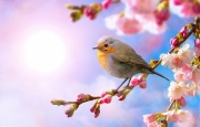 Tản văn Lắng nghe mùa xuân về của tác giả Linh Châu