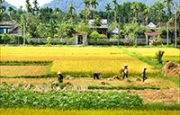 Thương nhớ đồng quê