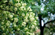 Tản văn HƯƠNG CỦA MÙA THU của tác giả Nguyễn Hằng